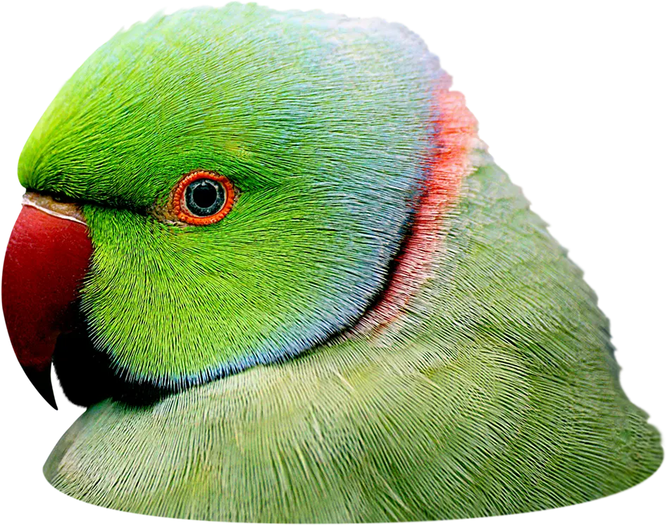 Ringneck em destaque no site do criatório