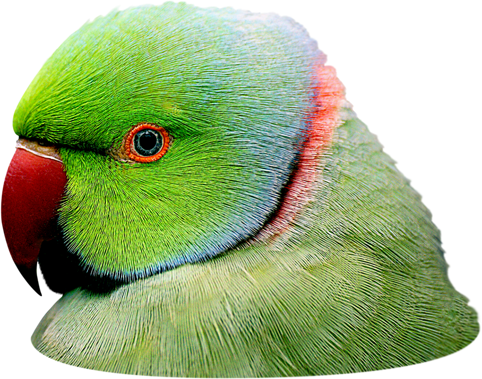 Ring Neck